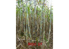 Mía giống Roc 27